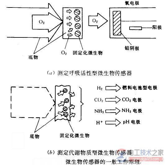 微生物传感器